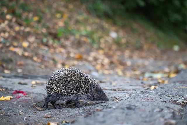 显示出了他 显示出了他